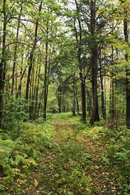 Forêt tempérée