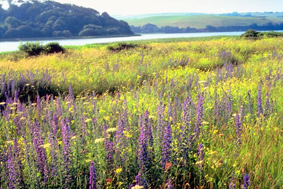 Prairie en fleurs