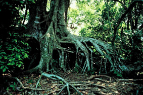 Forêt tropicale humide