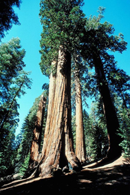 grand arbre tropical