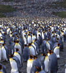 surpopulation