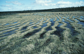 Marais