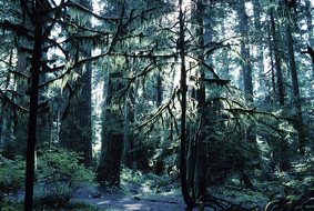 forêt