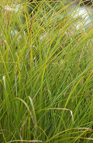 herbes