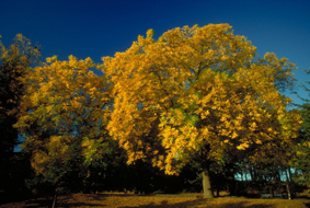 forêt d'érable