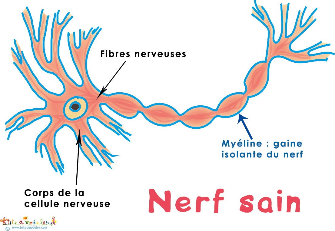 Nerf sain gainé de myélie