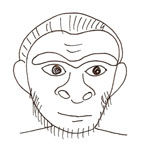 l'homo erectus est un grand marcheur