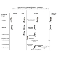 evolution homme