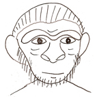 L'homo habilis