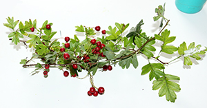 Couper des petites branches