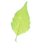 feuille de bouleau