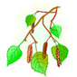 fruits du bouleau