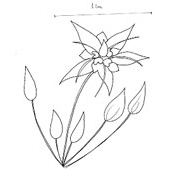 fleur de cacao