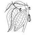 cacao
