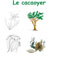 planche sur le cacaoyer