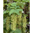 fleurs d'érable