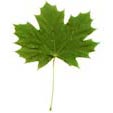 feuille d'érable