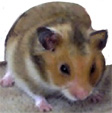 La carte d'identité du hamster doré