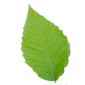 feuille de hêtre