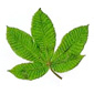 feuille du marronnier