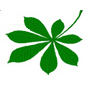 feuille de marronnier d'inde