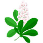 fleur de marronnier d'inde