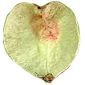 fruit de l'orme