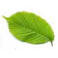 feuille d'orme