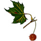 fruits du platane