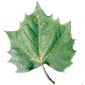feuille de platane