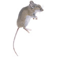 souris