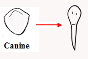 Dent canine