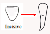 dent incisive