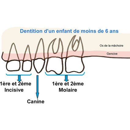 première dentition