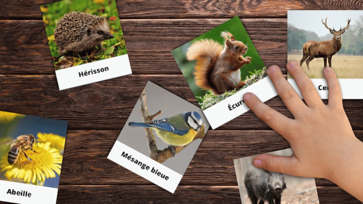 Imagier des animaux de la forêt