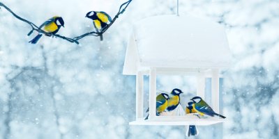 Les oiseaux mangent presque n'importe quoi quand ils ont faim. Néanmoins chaque espèce a ses habitudes alimentaires, les oiseaux ...
