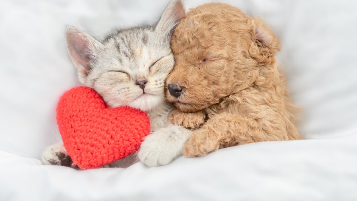 Trouvez un texte de Saint valentin pour envoyer vos mots d'amour le 14 février. La carte de Saint Valentin est un incontournable pour souhaiter bonne Saint Valentin. Grace a ces idees de textes gratu
