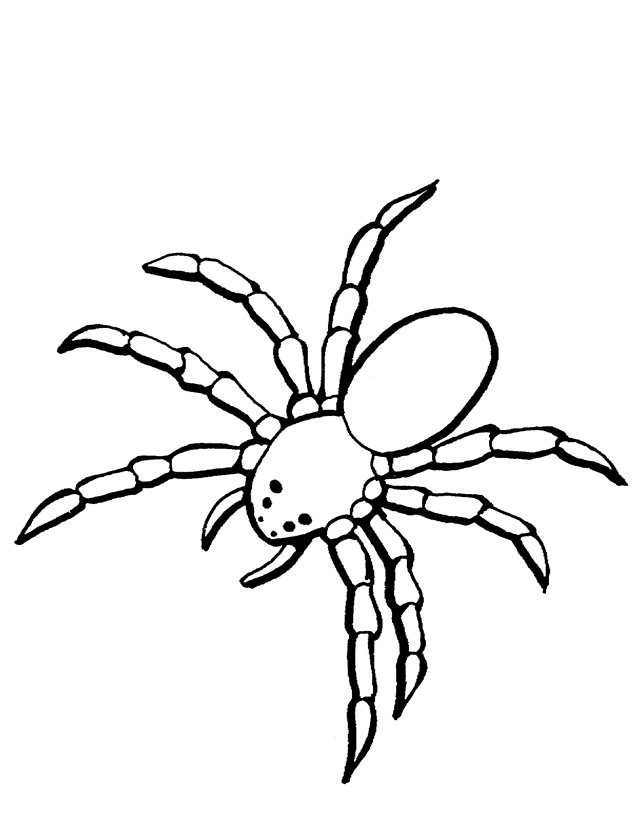 Coloriage d'une araignée rapide