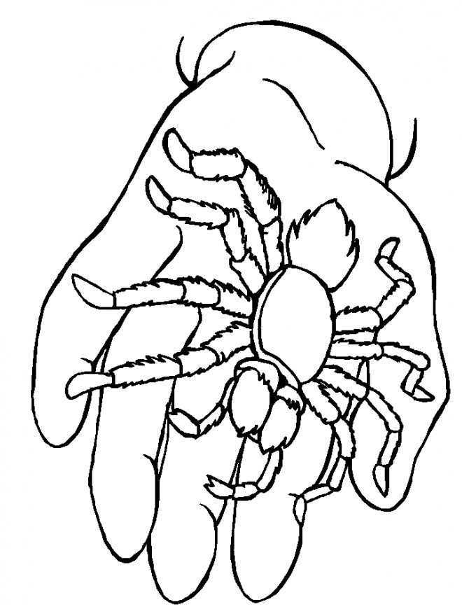 Coloriage d'une mygale