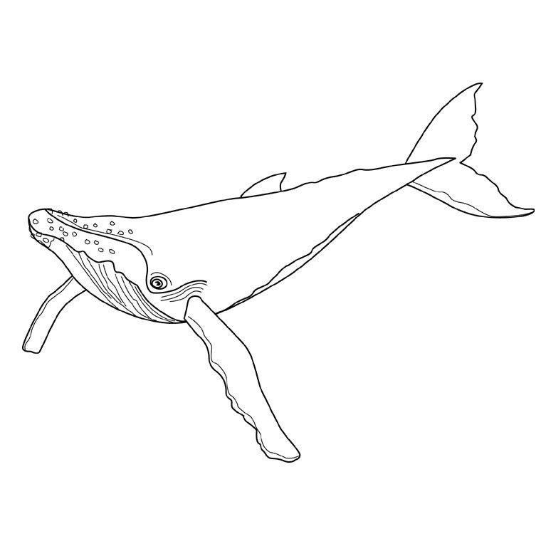 Coloriage baleine gratuit