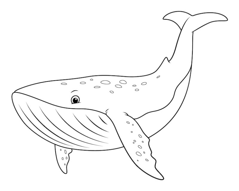 Coloriage baleine pdf