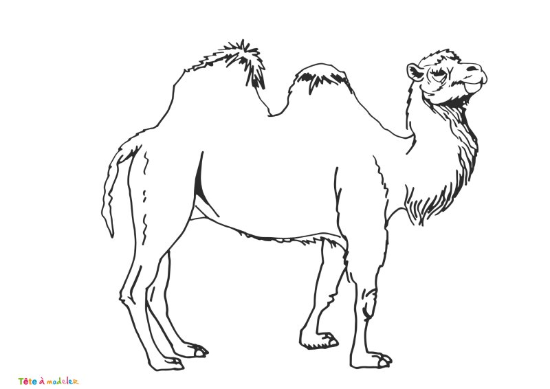 Coloriage chameau #04
