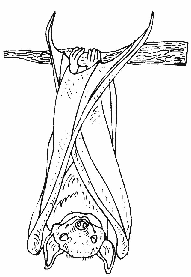 Coloriage d'une chauve-souris qui dort
