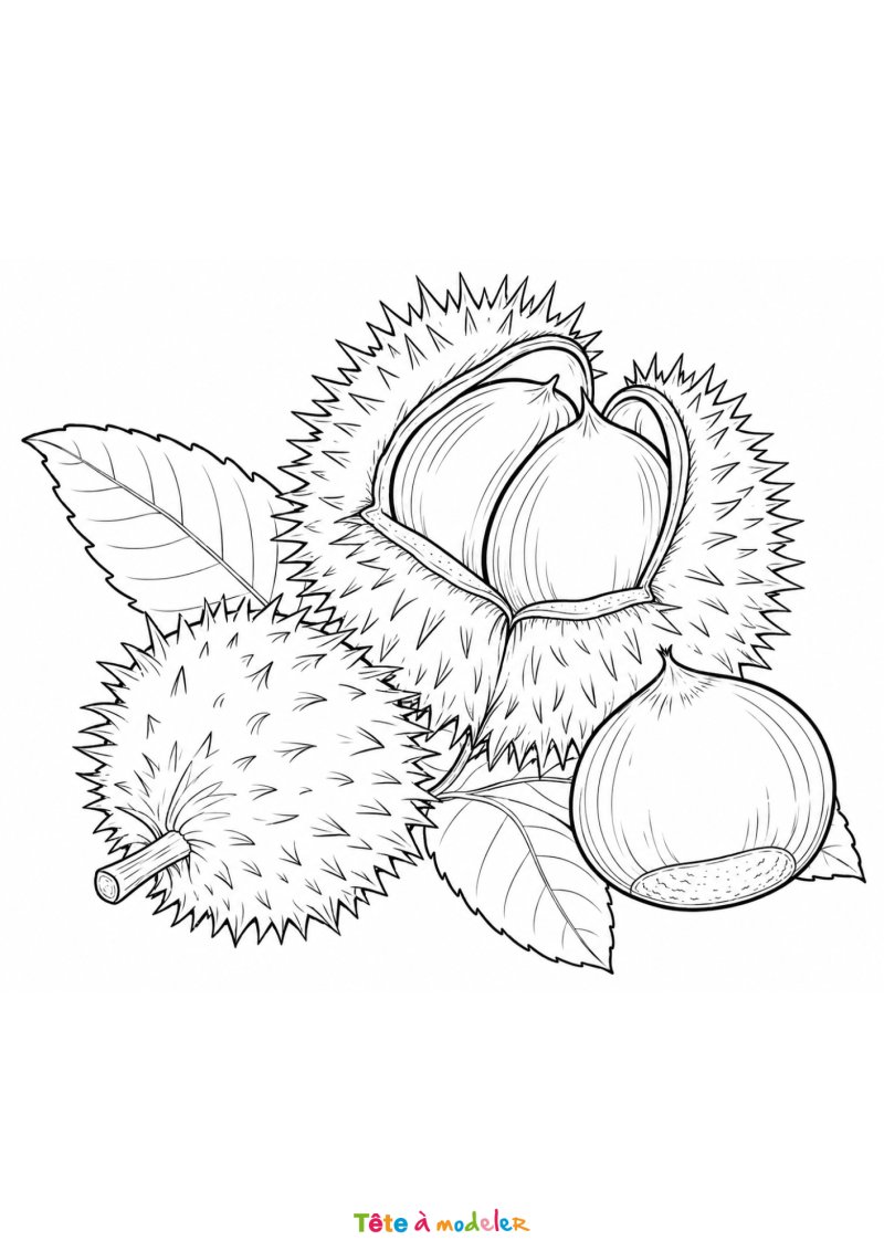 Coloriage châtaignes à imprimer