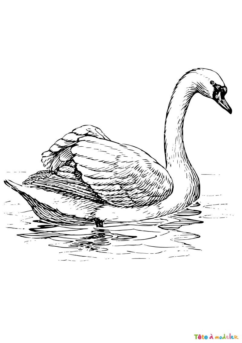 Coloriage d'un cygne réaliste