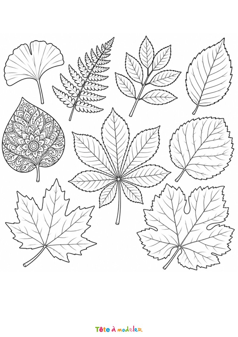 Coloriage de feuilles d'arbre à imprimer gratuitement