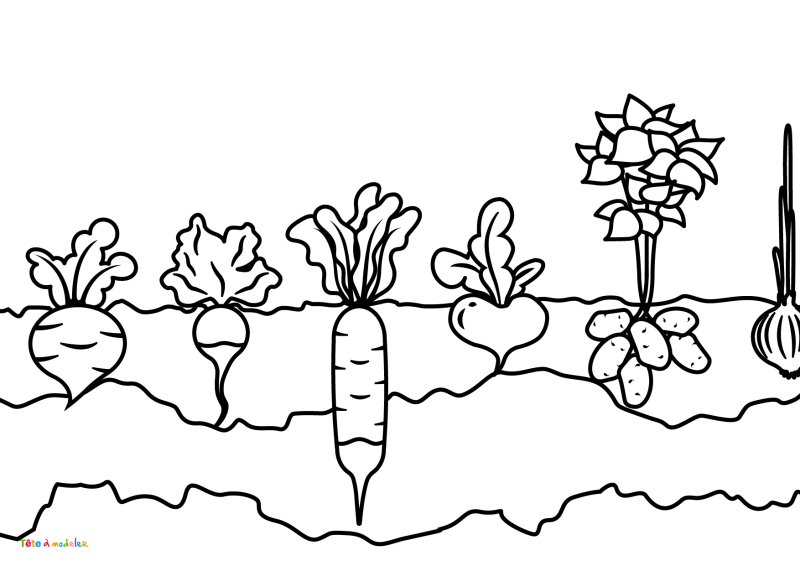 Coloriage de légumes #03