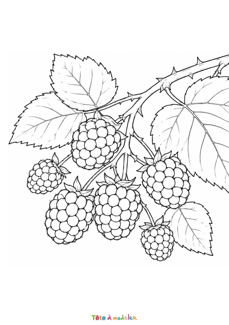 Coloriage de mûres d'automne