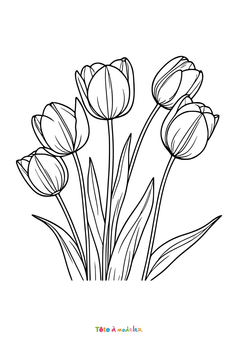 Coloriage de tulipes