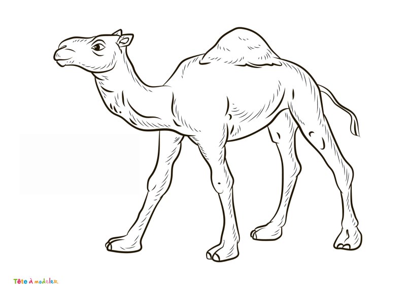 Coloriage dromadaire #02